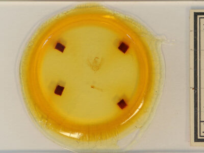 slide view of adult Megalographa biloba