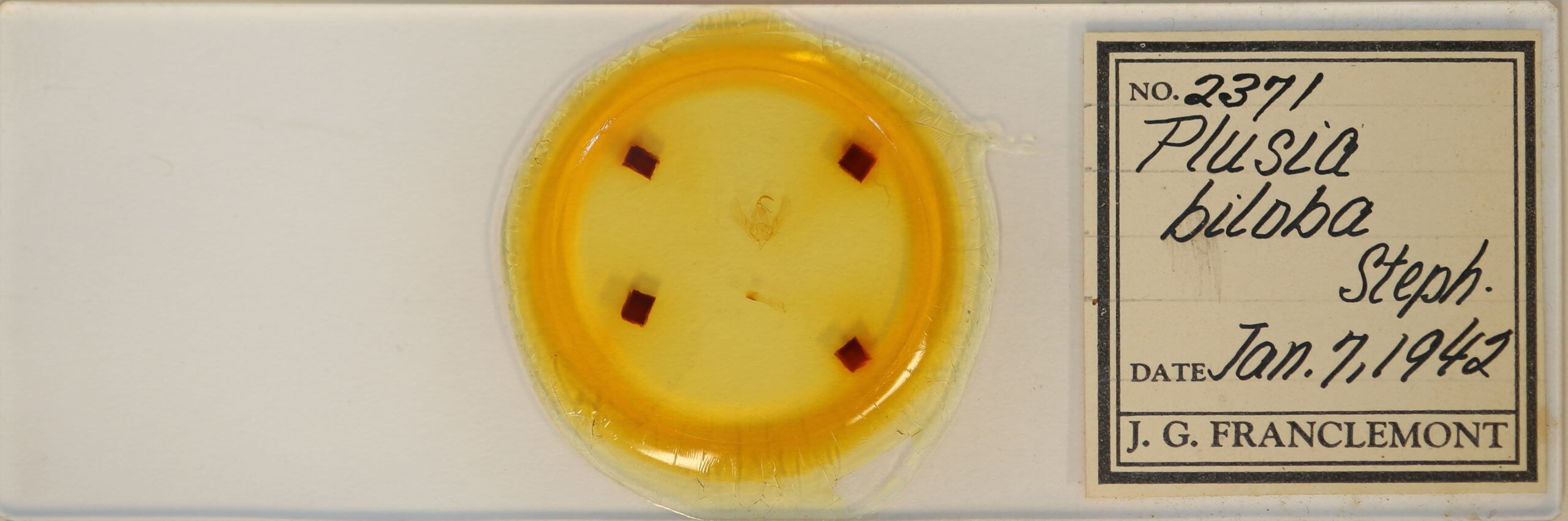 slide view of adult Megalographa biloba