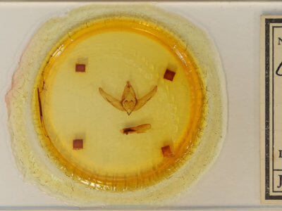 slide view of adult Copivaleria grotei