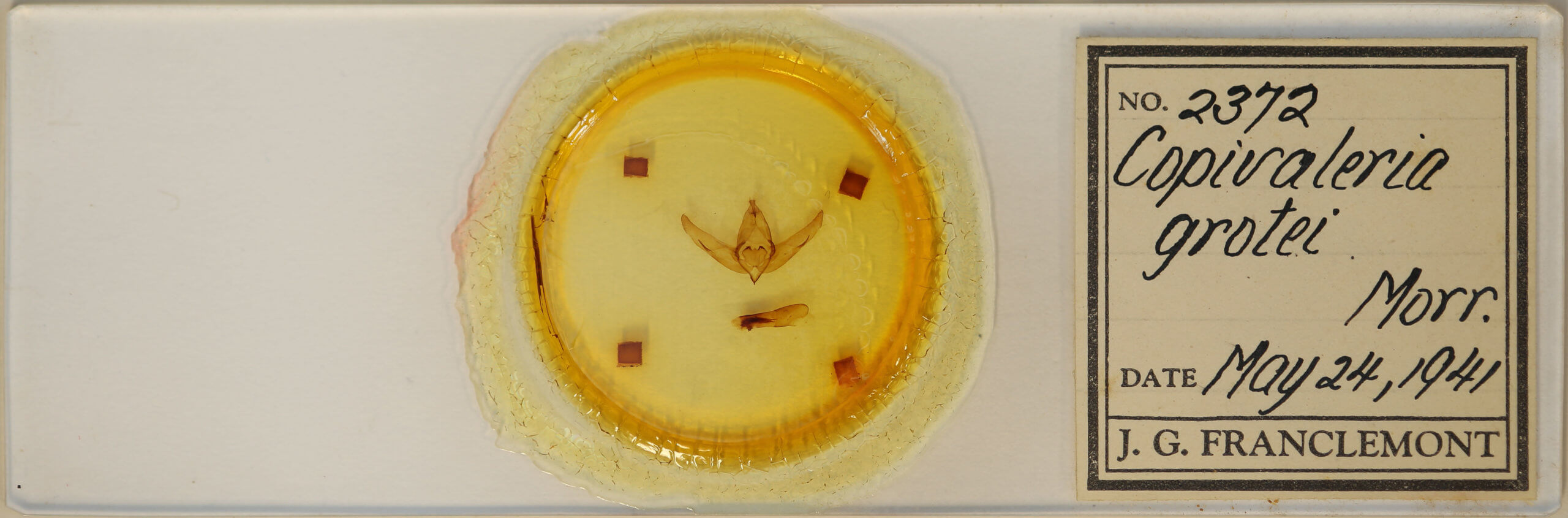 slide view of adult Copivaleria grotei