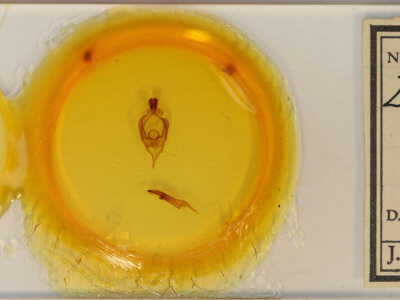 slide view of adult Desmeocraera sp.