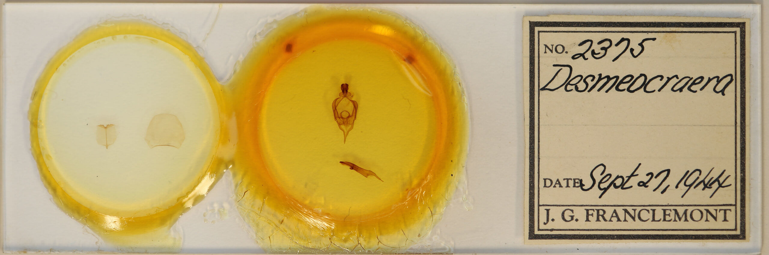 slide view of adult Desmeocraera sp.