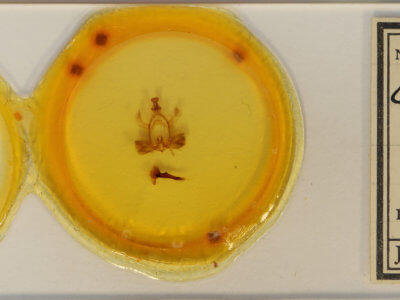 slide view of adult Chadisra sp.