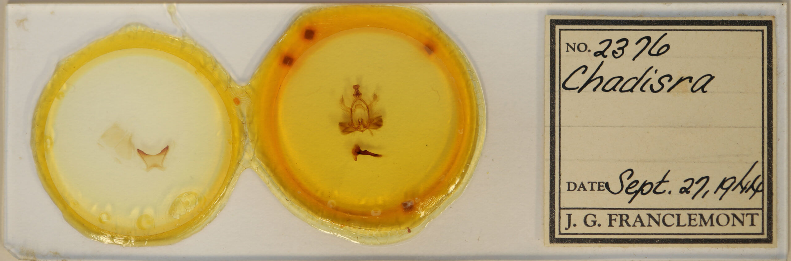 slide view of adult Chadisra sp.