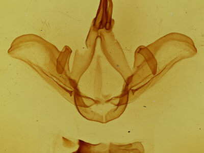 genitalia view of adult Carboniclava alpica
