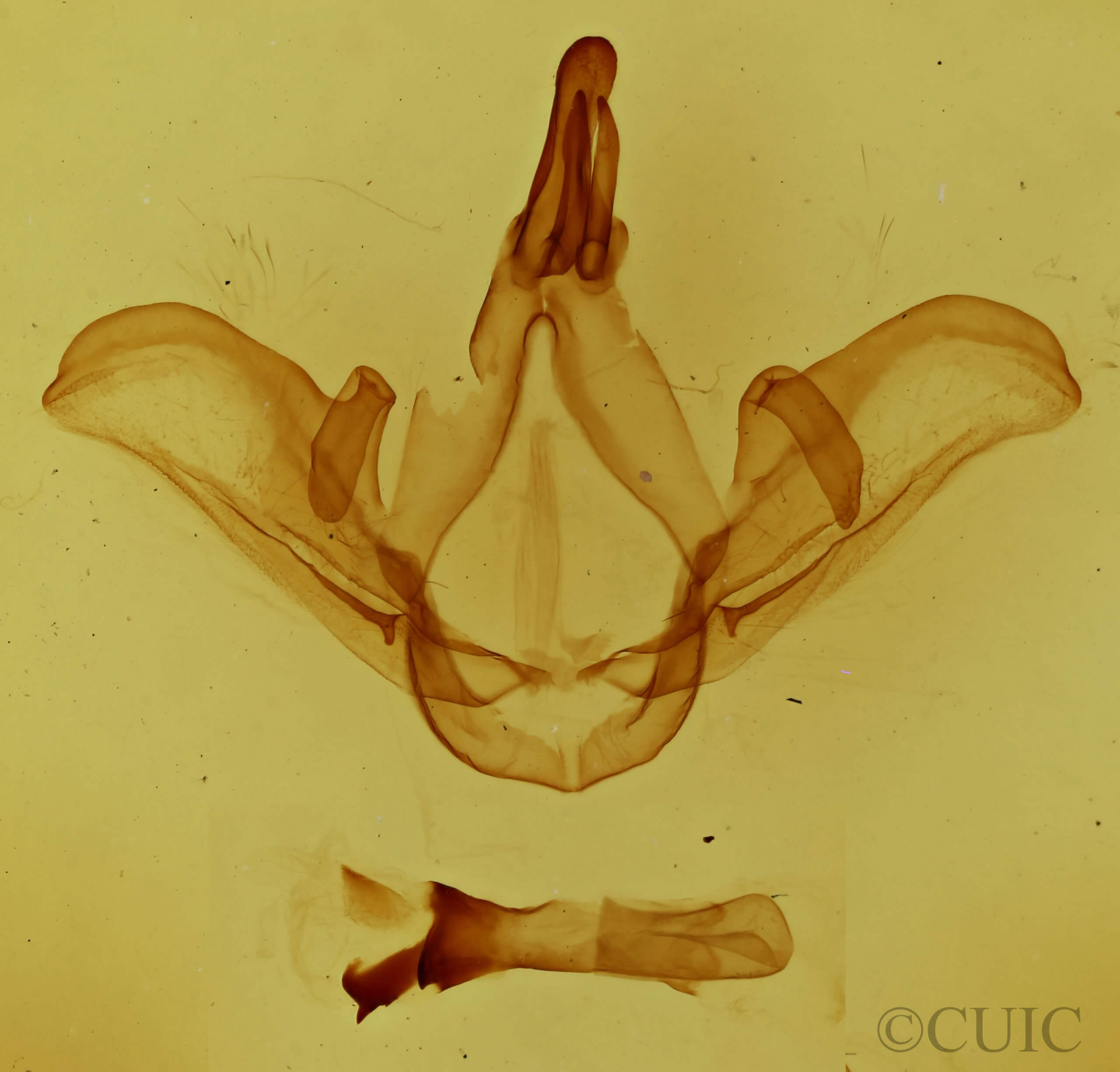 genitalia view of adult Carboniclava alpica