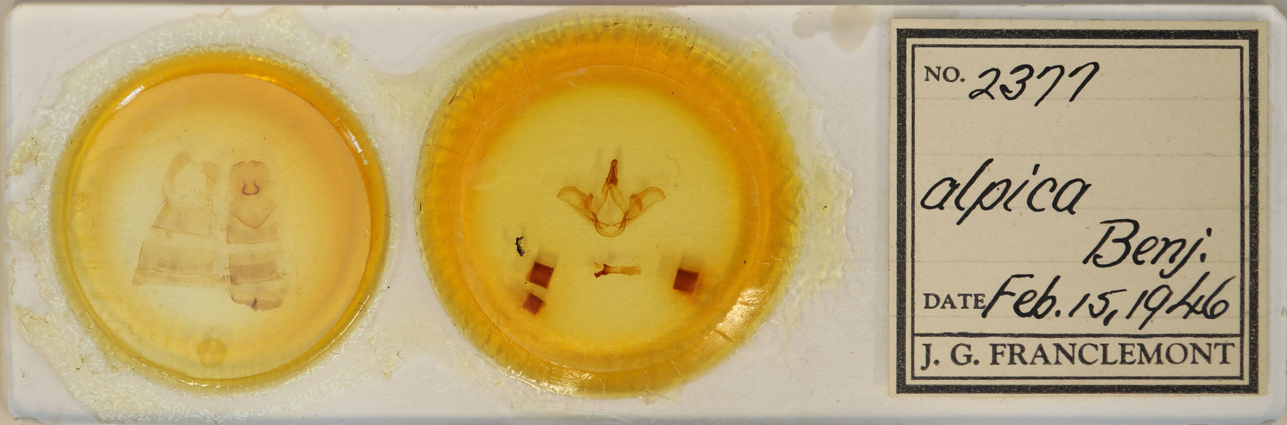 slide view of adult Carboniclava alpica