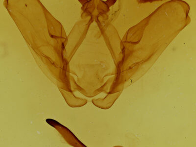 genitalia view of adult Ianassa perangulata