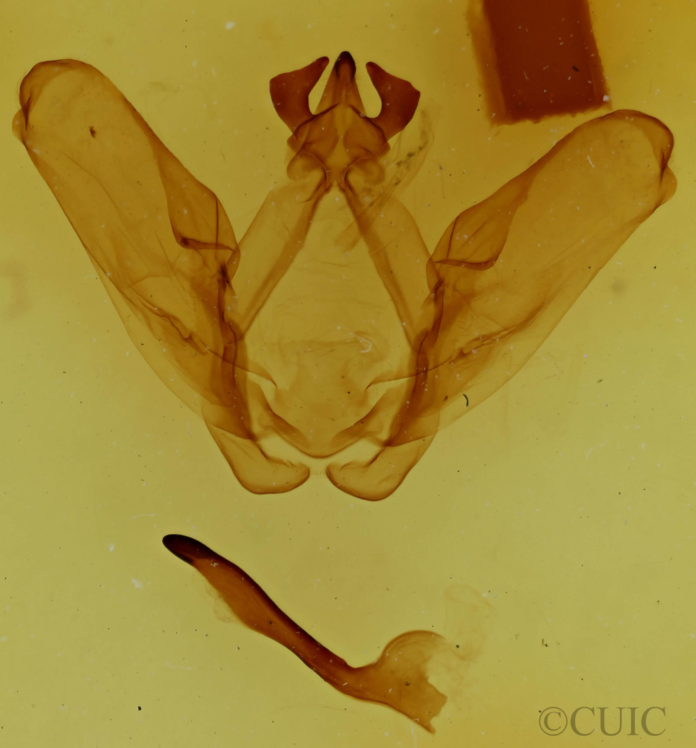 genitalia view of adult Ianassa perangulata