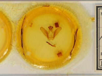 slide view of adult Ianassa perangulata