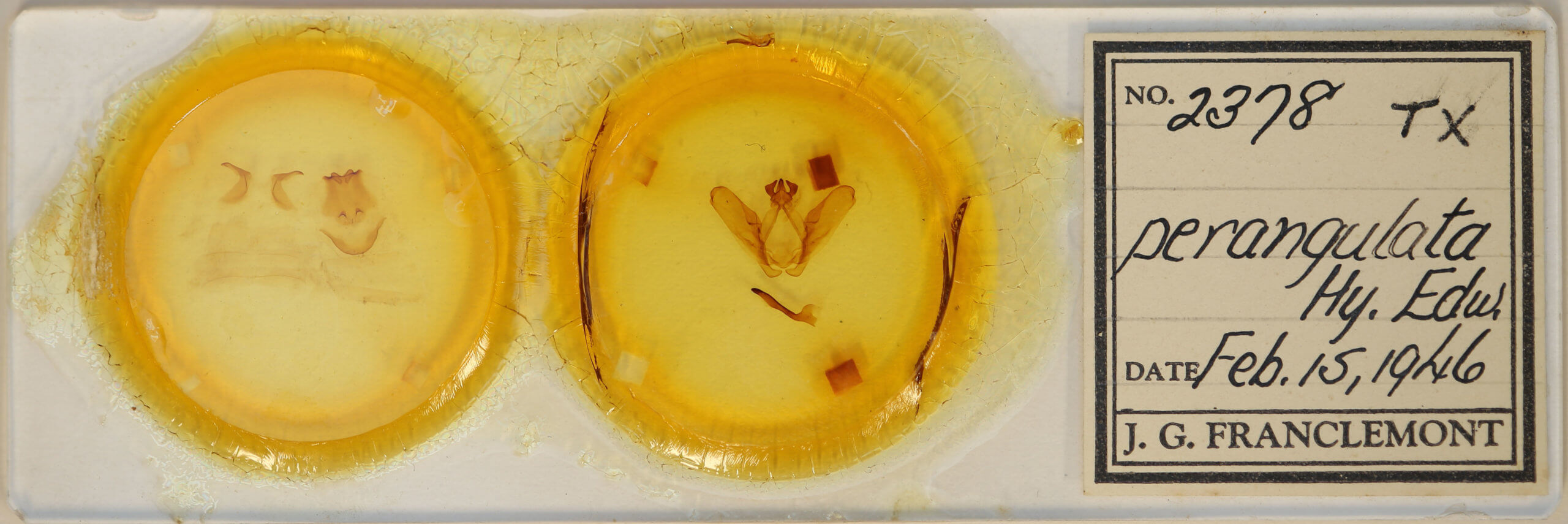 slide view of adult Ianassa perangulata