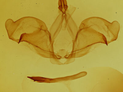 genitalia view of adult Ianassa cerriben