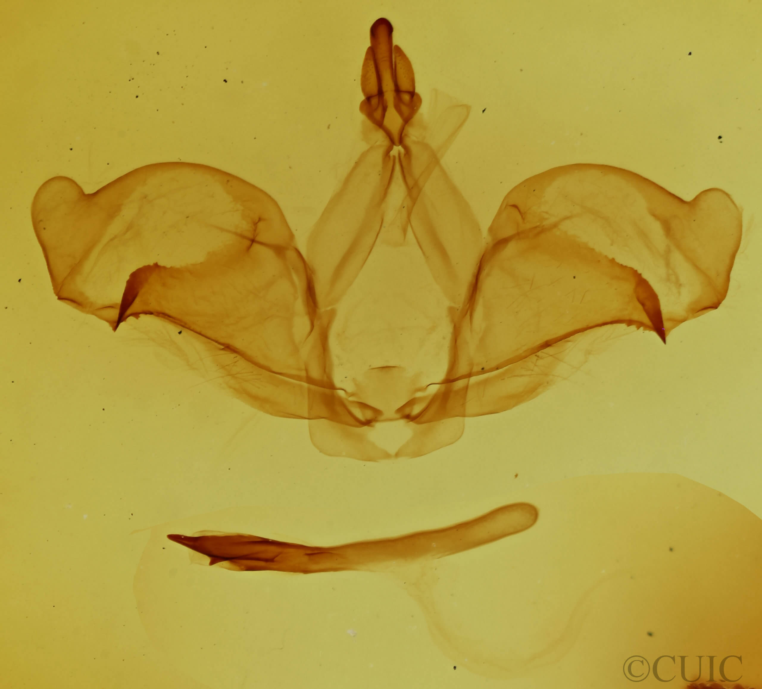 genitalia view of adult Ianassa cerriben