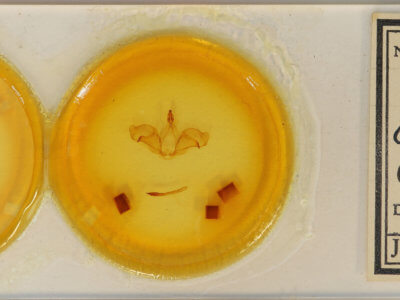 slide view of adult Ianassa cerriben