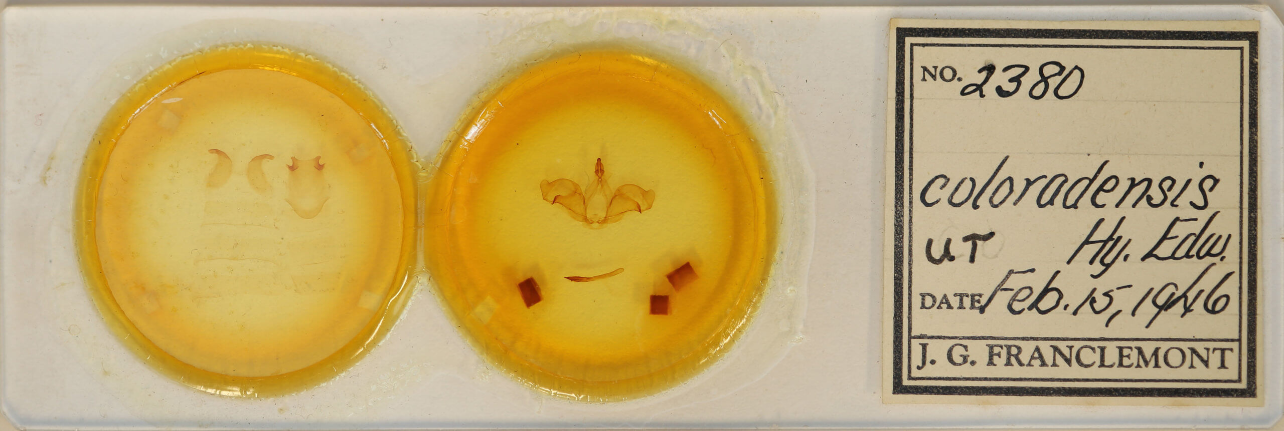 slide view of adult Ianassa cerriben