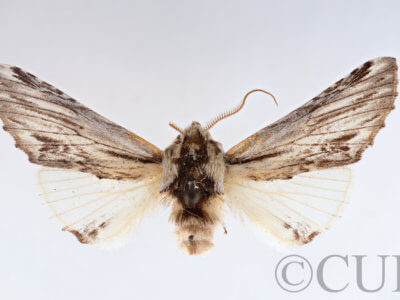 dorsal view of adult Ianassa cerriben