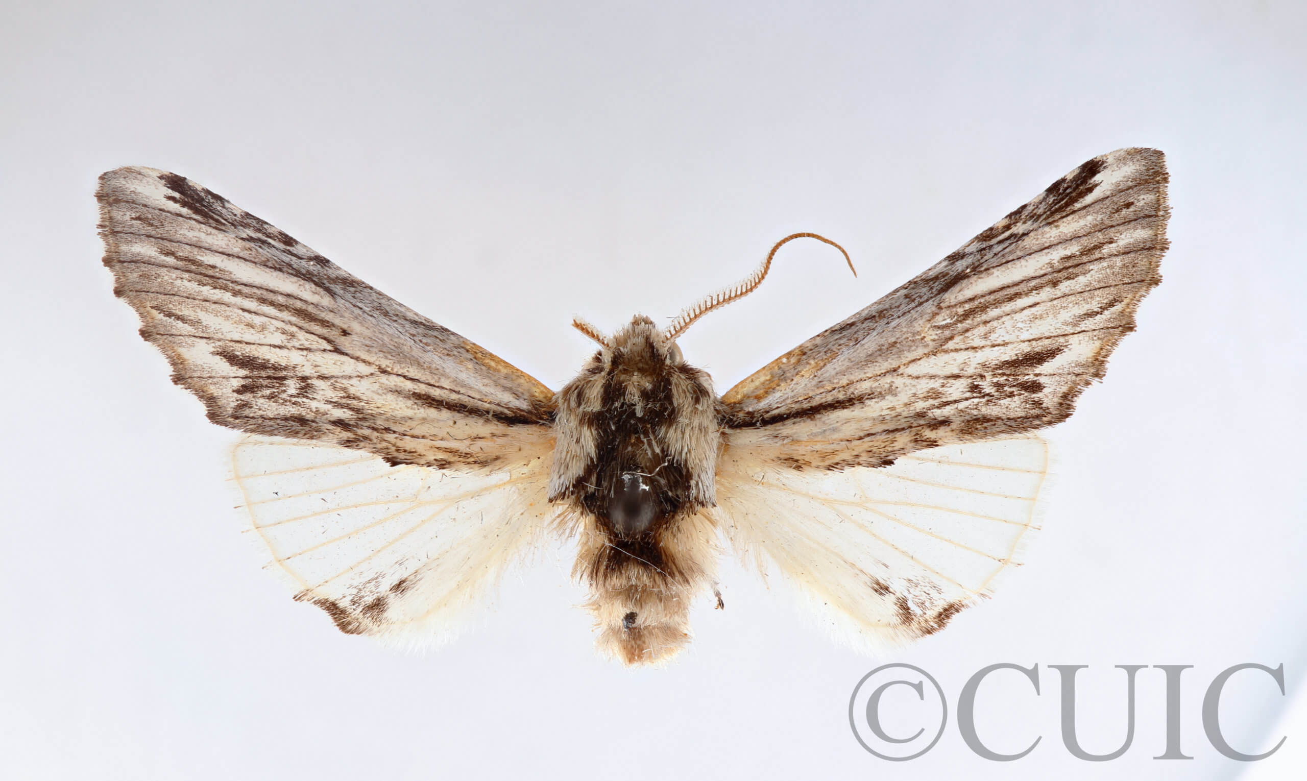 dorsal view of adult Ianassa cerriben