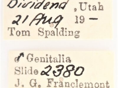 label view of adult Ianassa cerriben