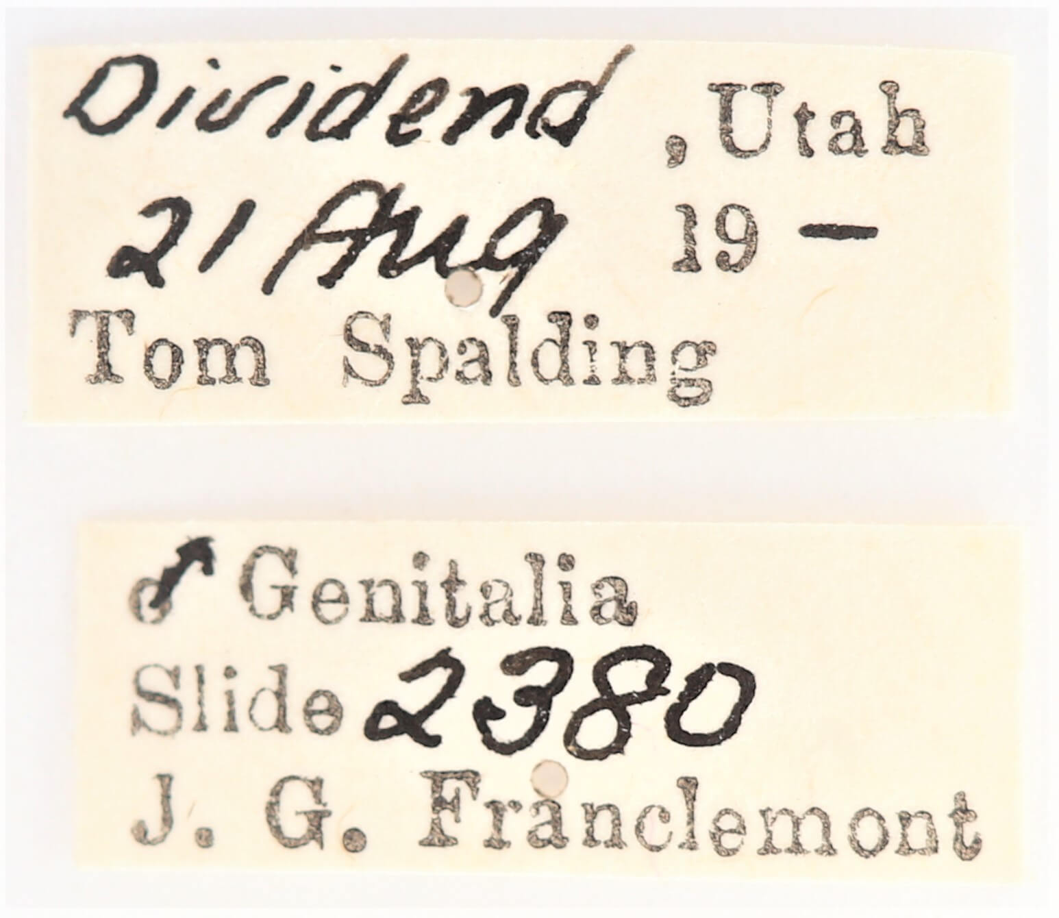 label view of adult Ianassa cerriben