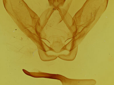 genitalia view of adult Ianassa perangulata