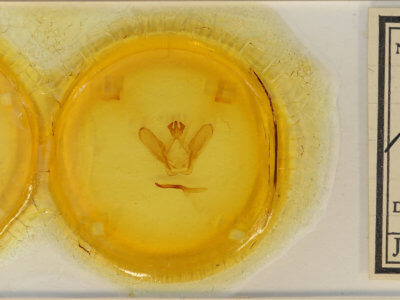 slide view of adult Ianassa perangulata