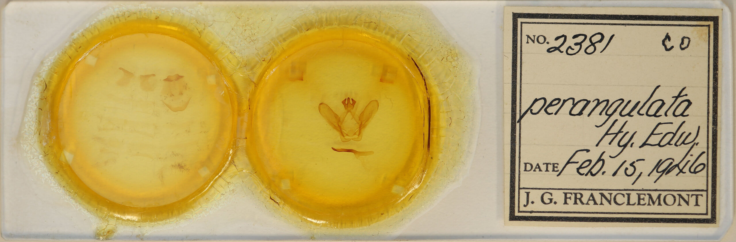 slide view of adult Ianassa perangulata