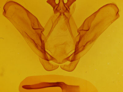 genitalia view of adult Ianassa perangulata