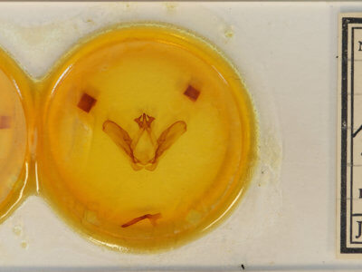 slide view of adult Ianassa perangulata