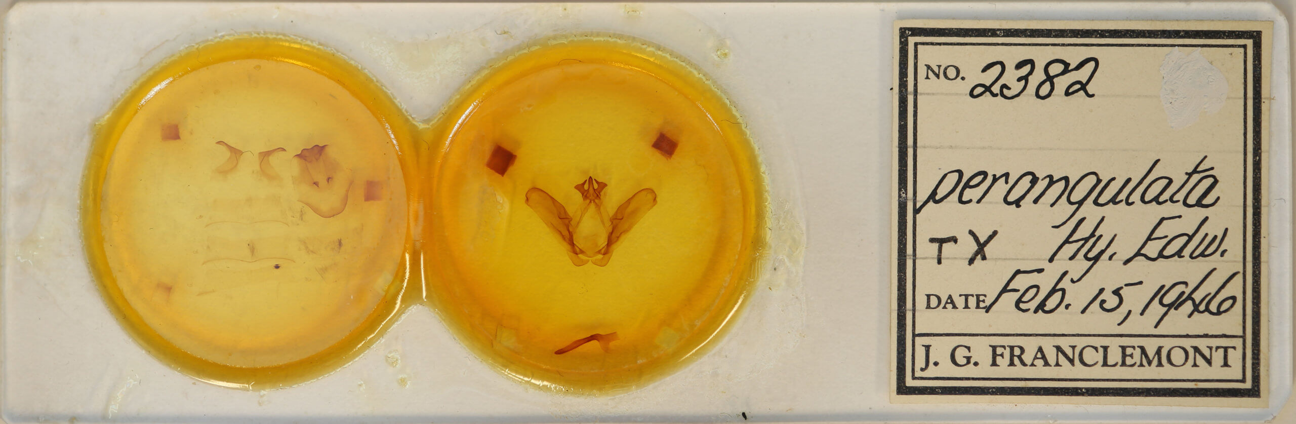 slide view of adult Ianassa perangulata