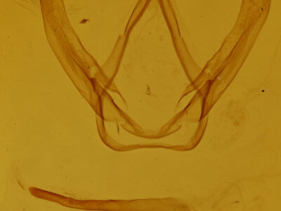 genitalia view of adult Coelodasys deserta