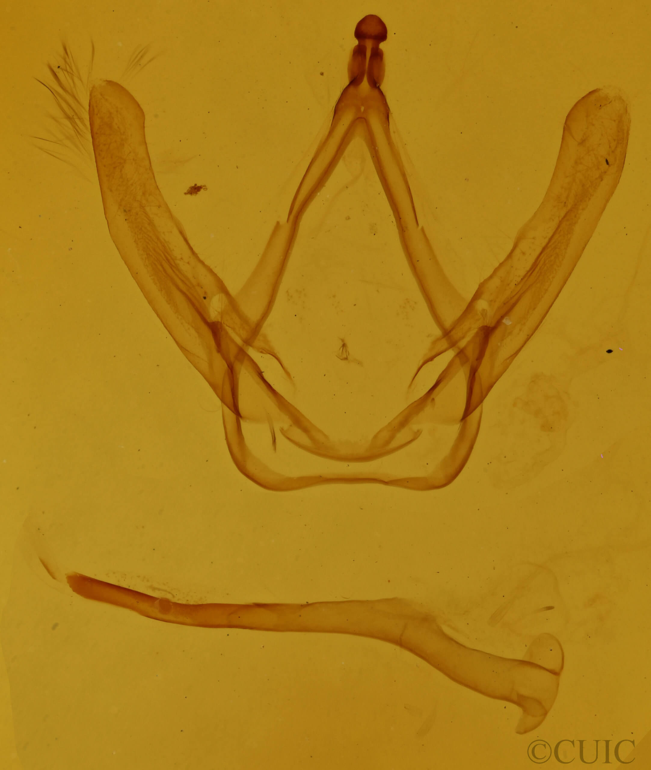 genitalia view of adult Coelodasys deserta
