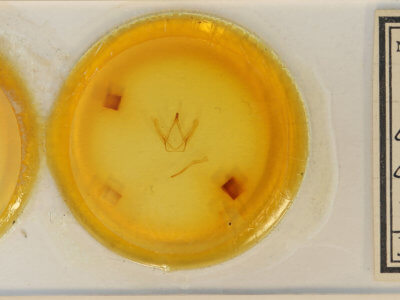 slide view of adult Coelodasys deserta