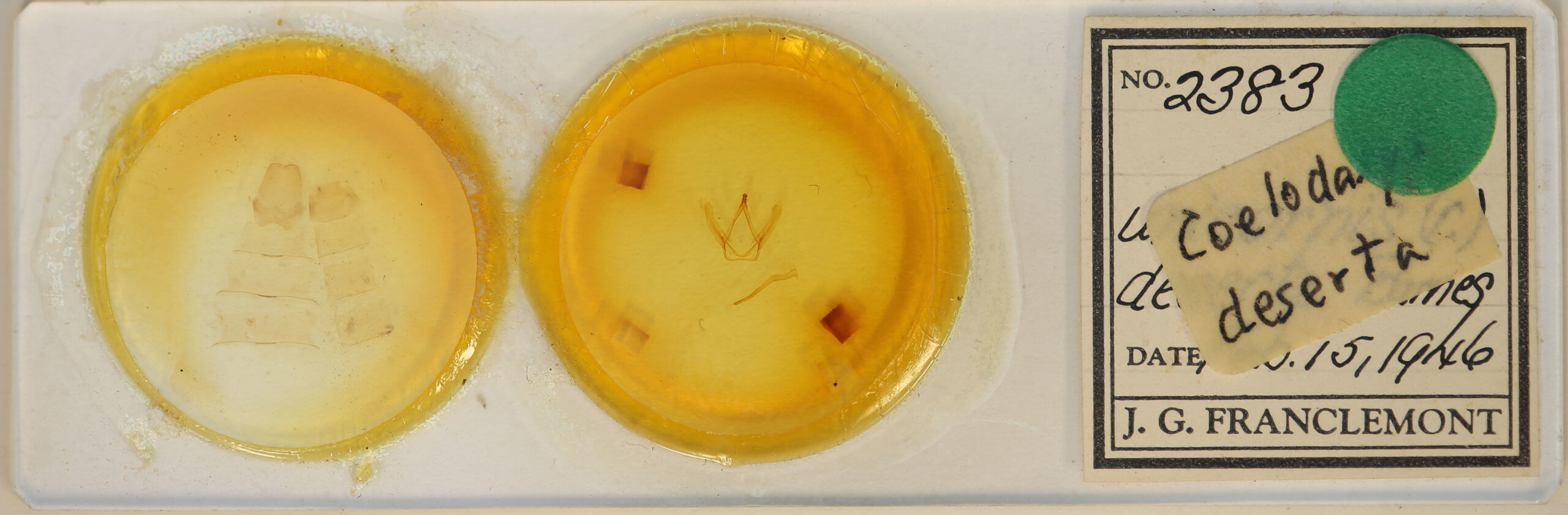 slide view of adult Coelodasys deserta