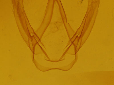 genitalia view of adult Coelodasys conspecta