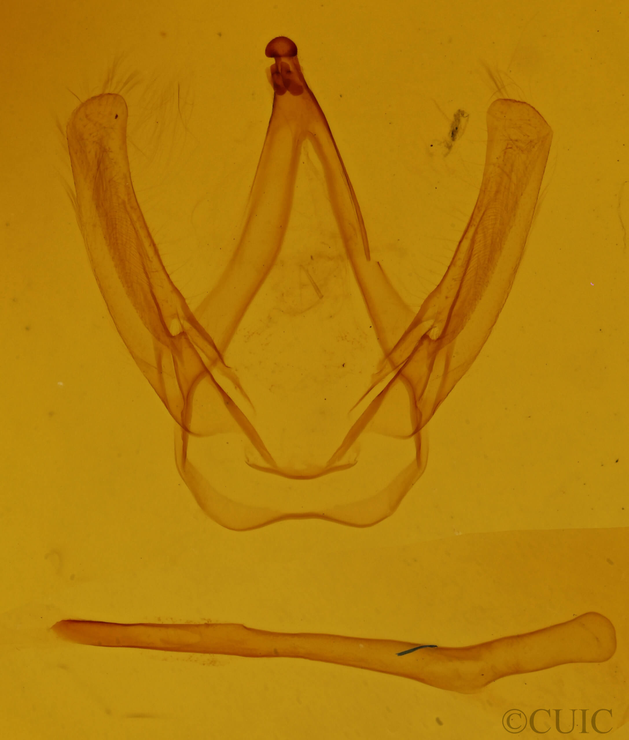 genitalia view of adult Coelodasys conspecta