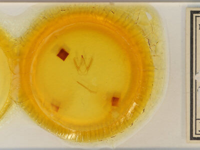 slide view of adult Coelodasys conspecta