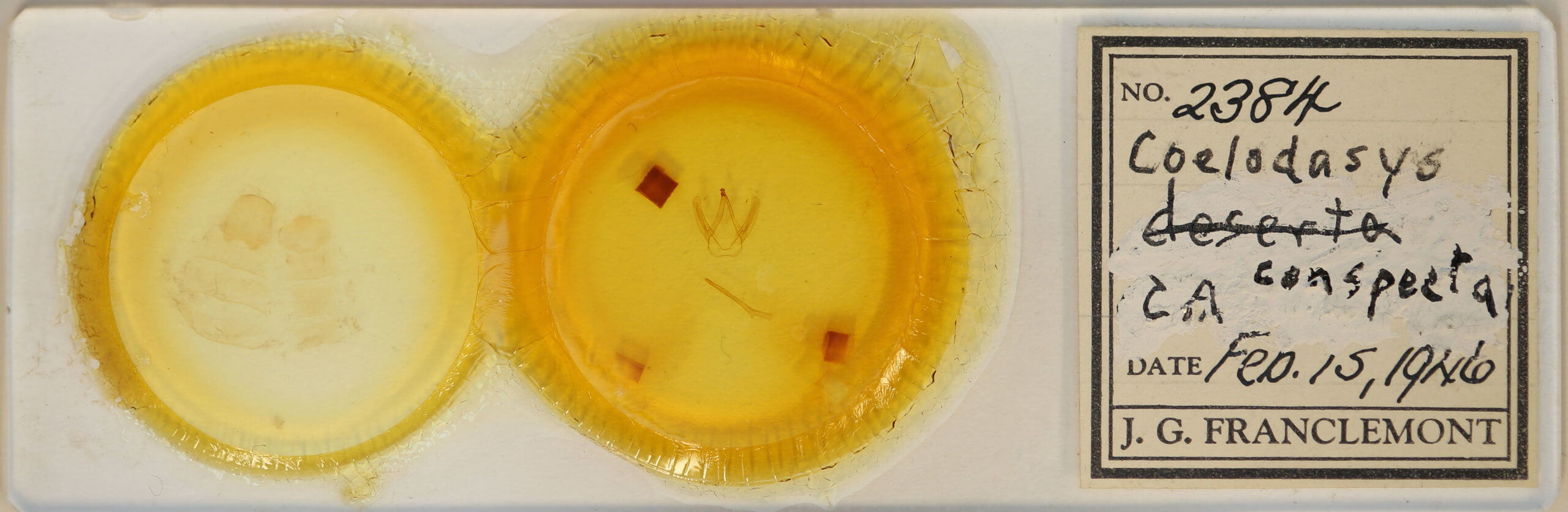 slide view of adult Coelodasys conspecta