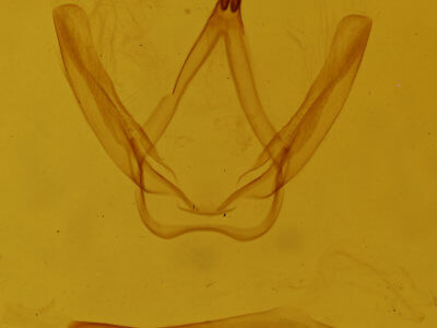 genitalia view of adult Coelodasys errucata
