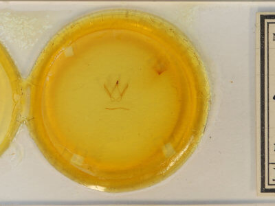 slide view of adult Coelodasys errucata