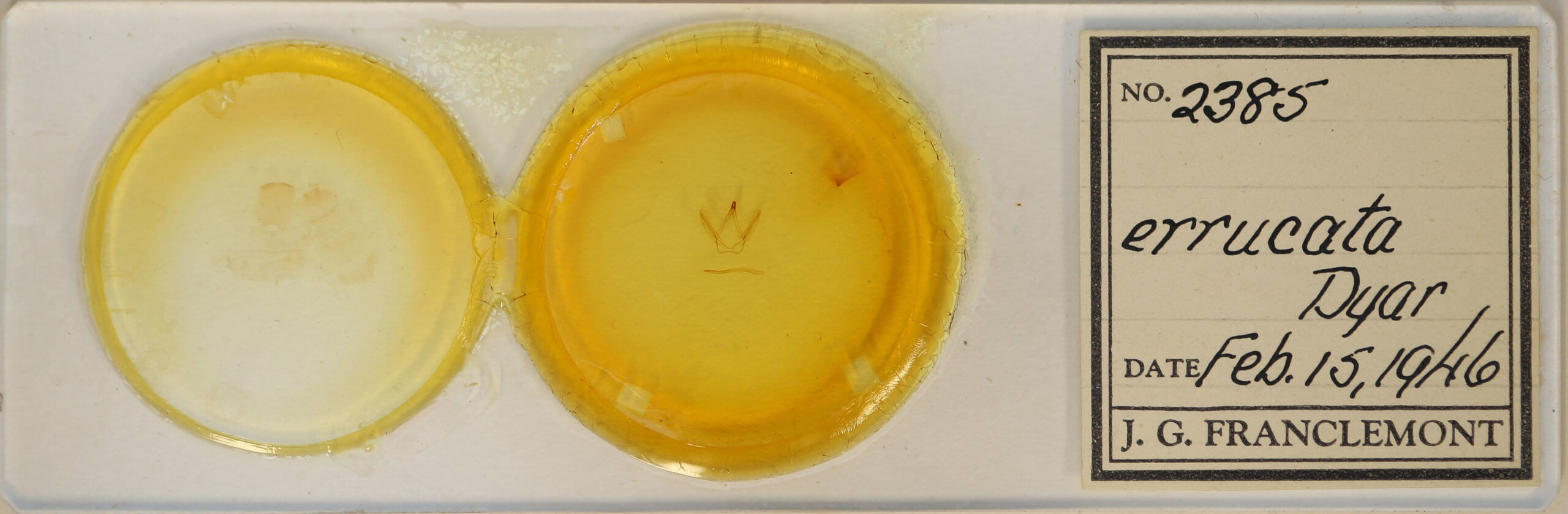 slide view of adult Coelodasys errucata