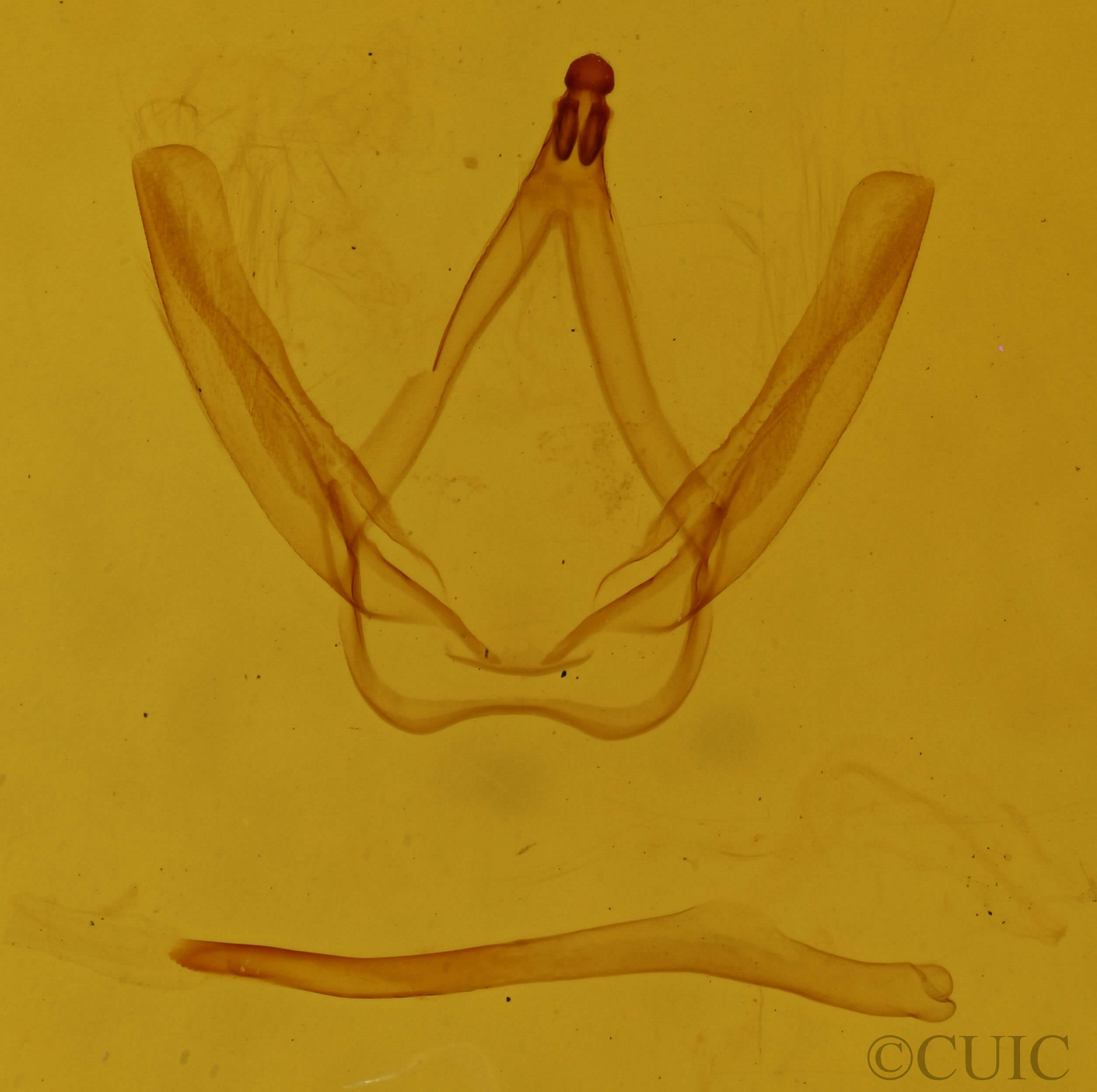 genitalia view of adult Coelodasys errucata