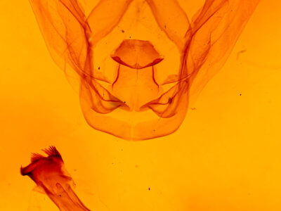 genitalia view of adult Schizura biedermani