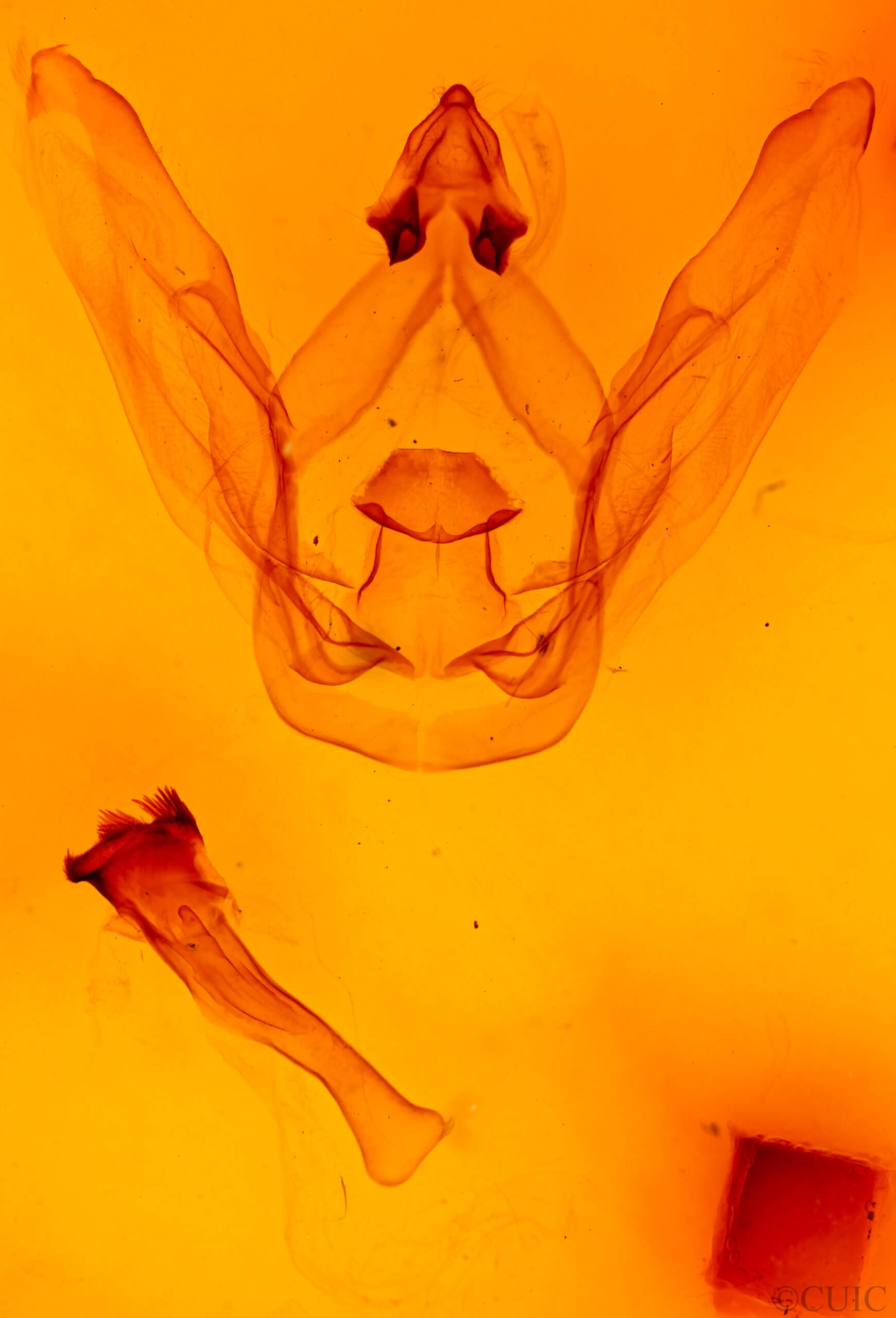 genitalia view of adult Schizura biedermani