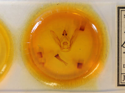 slide view of adult Schizura biedermani