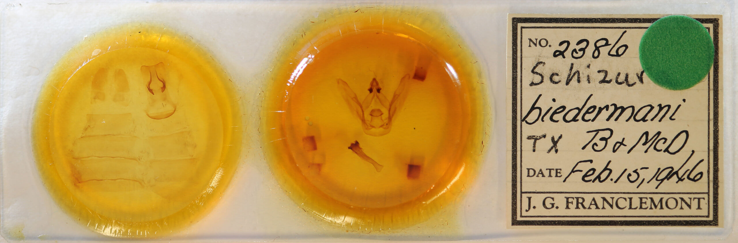 slide view of adult Schizura biedermani