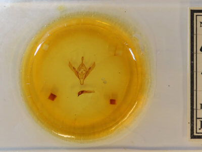 slide view of adult Choephora fungorum