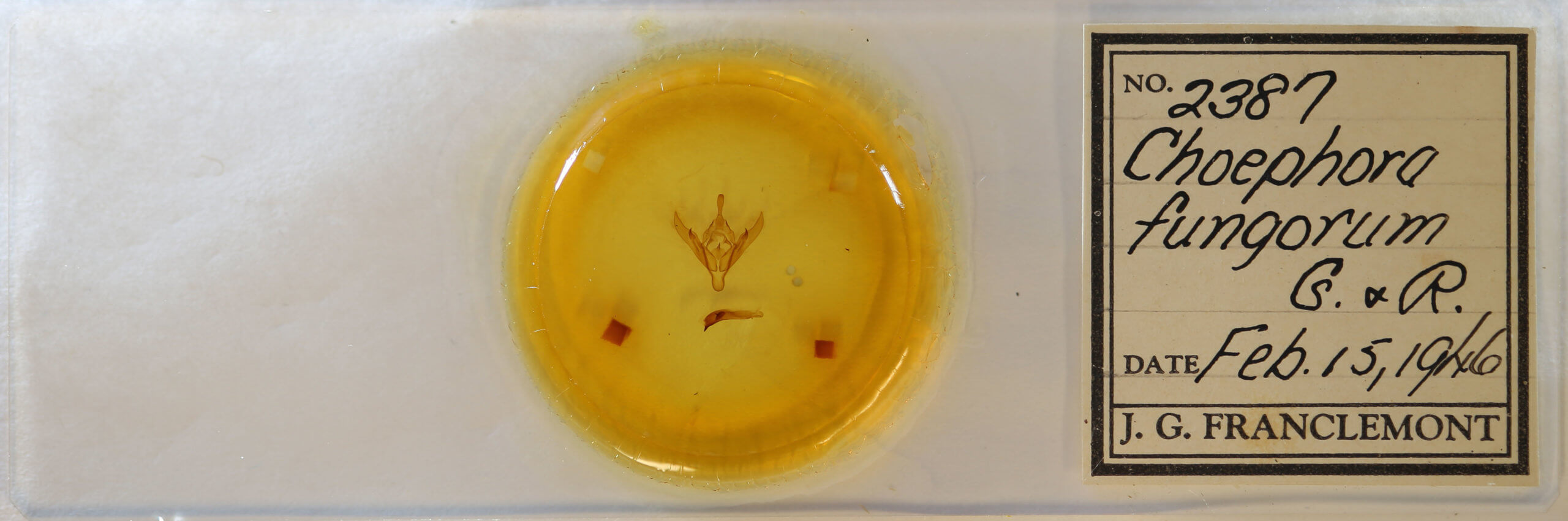 slide view of adult Choephora fungorum