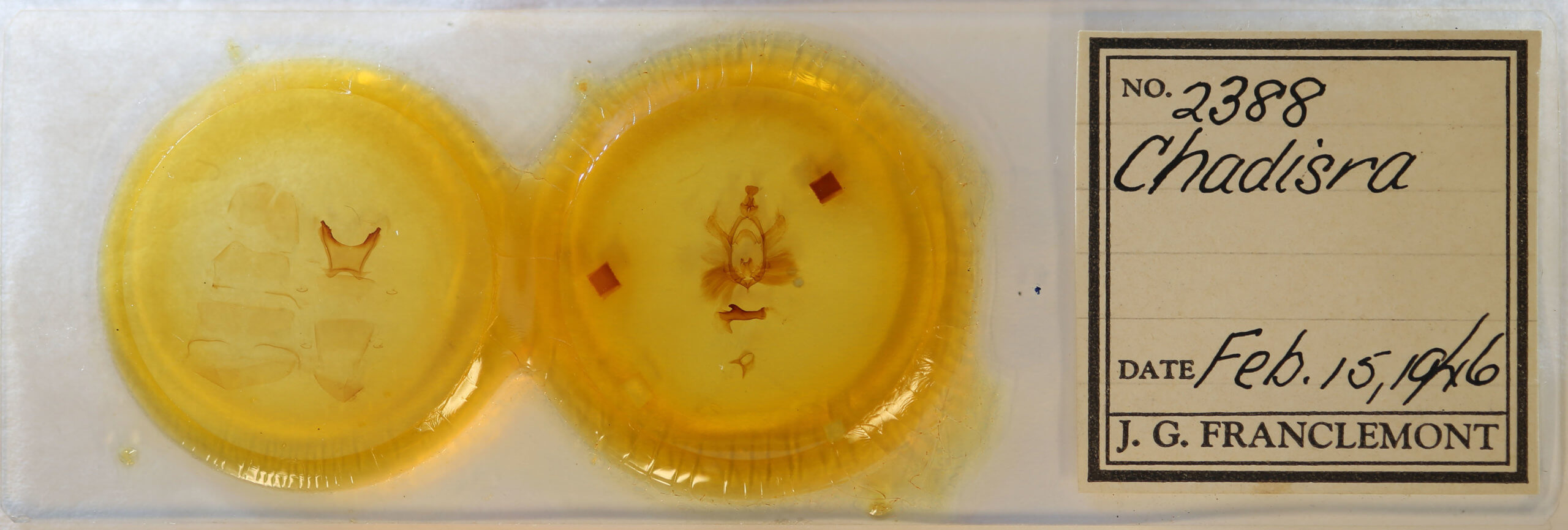 slide view of adult Chadisra