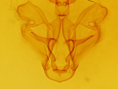 genitalia view of adult Dasylophia seriata