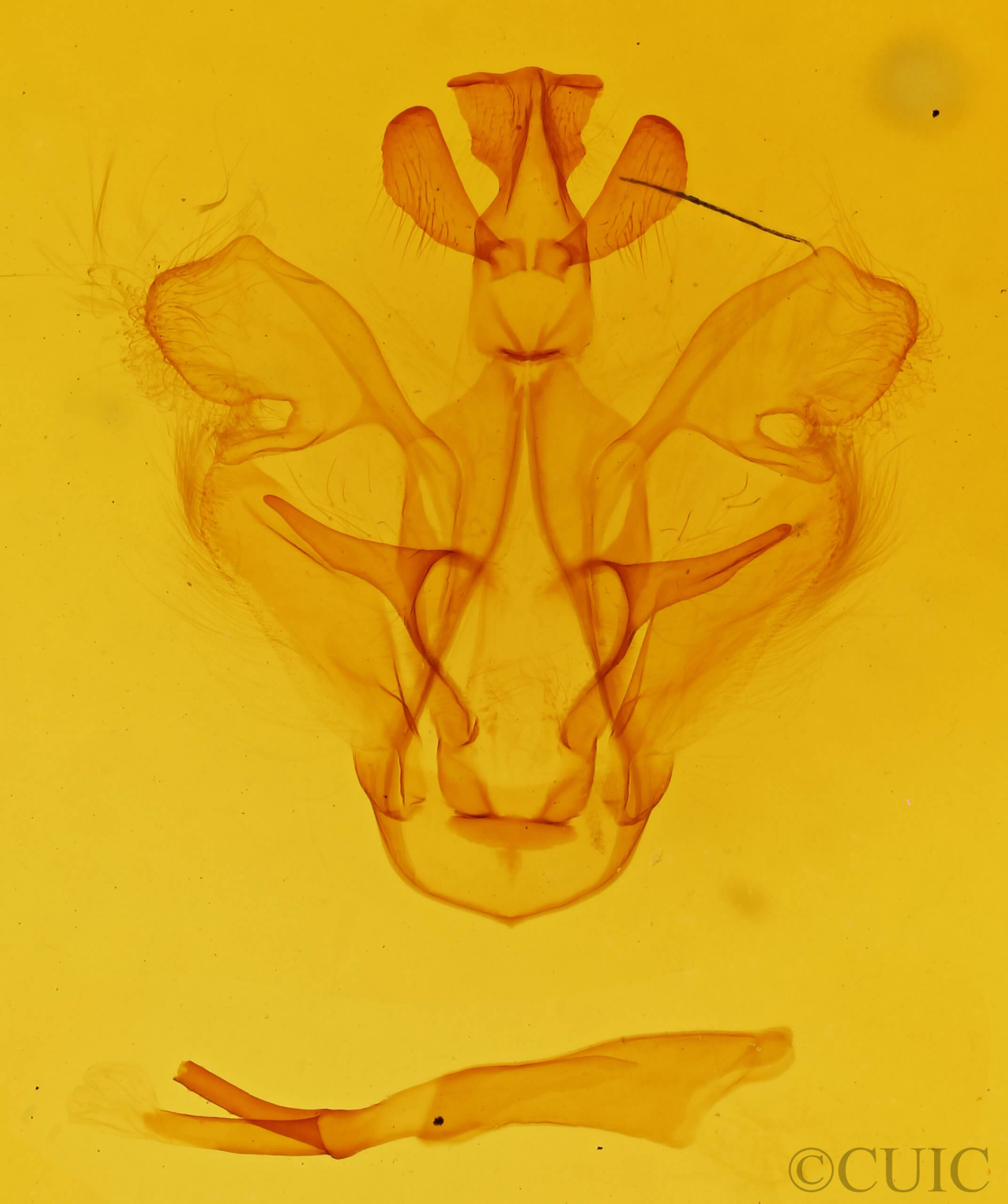 genitalia view of adult Dasylophia seriata